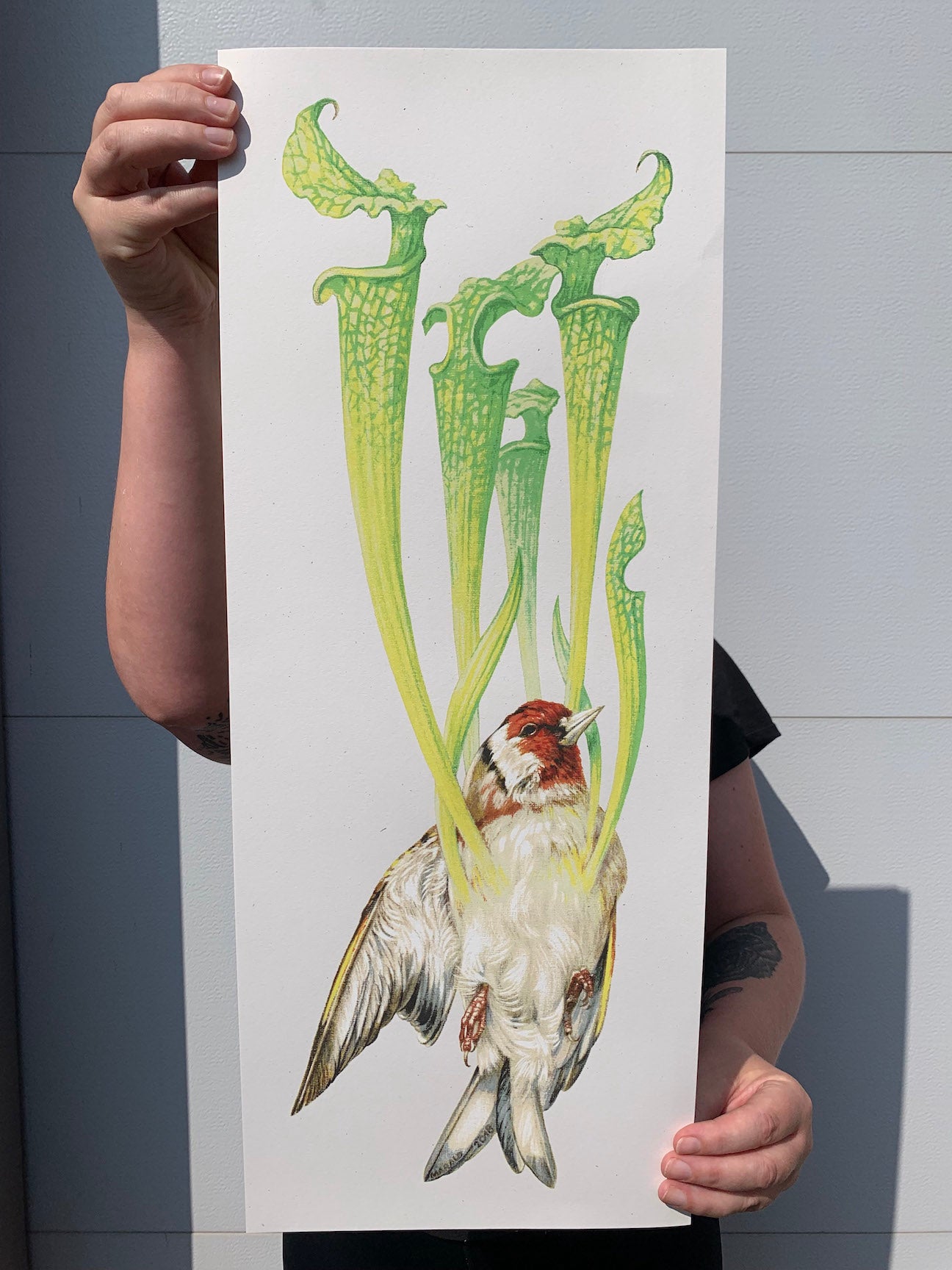 Baroness Carduelis Saracenia Poster