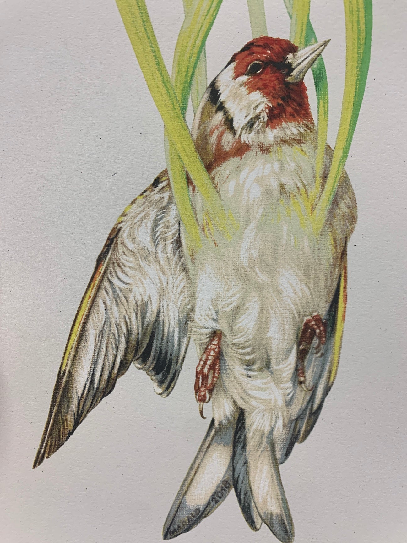 Baroness Carduelis Saracenia Poster