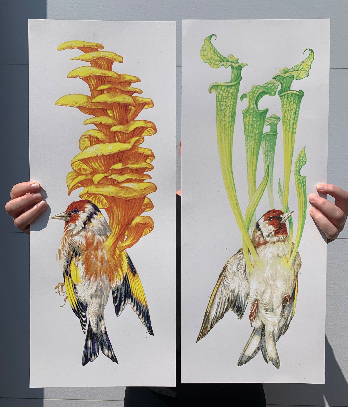 Baroness Carduelis Saracenia Poster