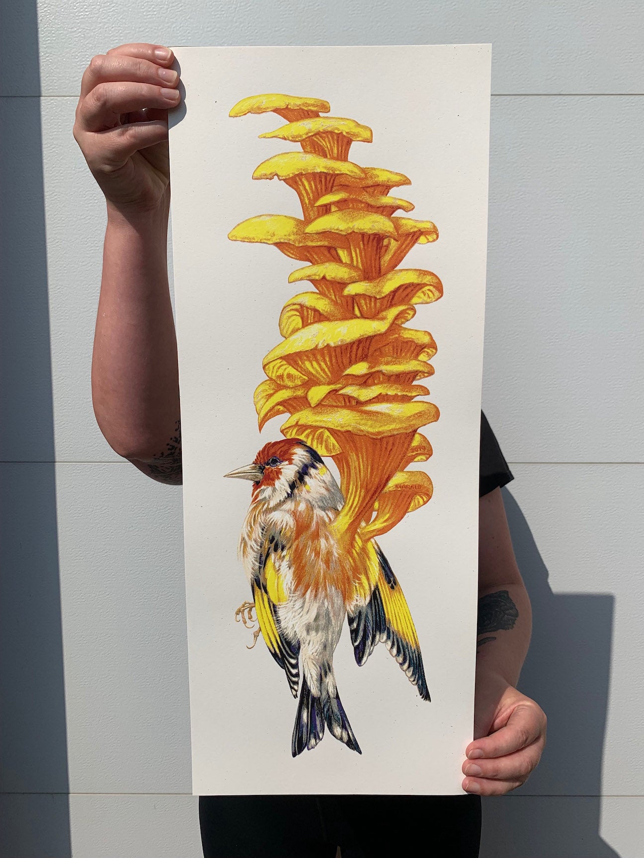 Baroness Carduelis Ostreatus Poster
