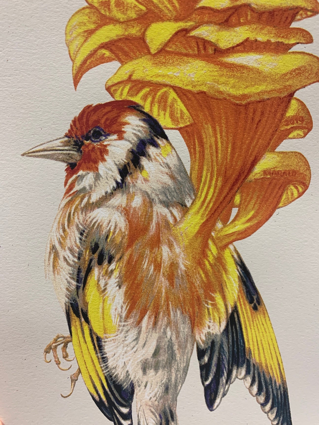 Baroness Carduelis Ostreatus Poster